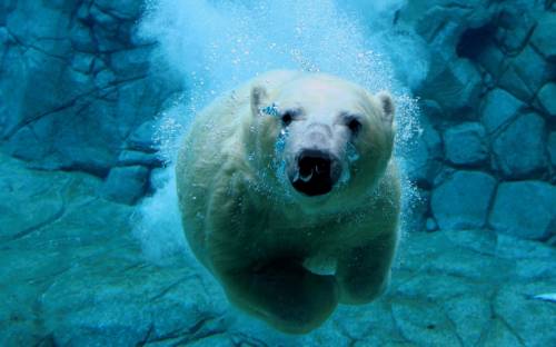 Cкачать заставку на рабочий стол: Плавающий белый медведь